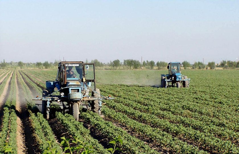 Дехканское хозяйство Узбекистан