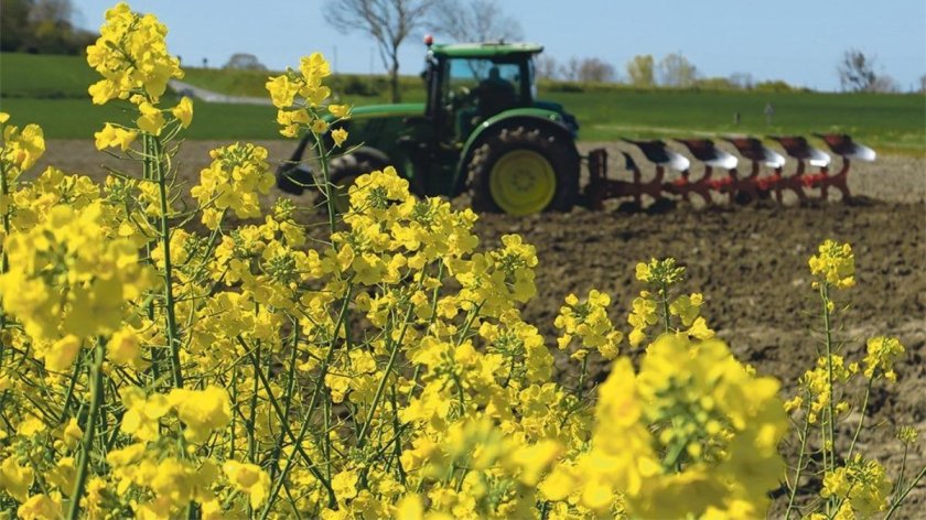Рапс Яровой семена
