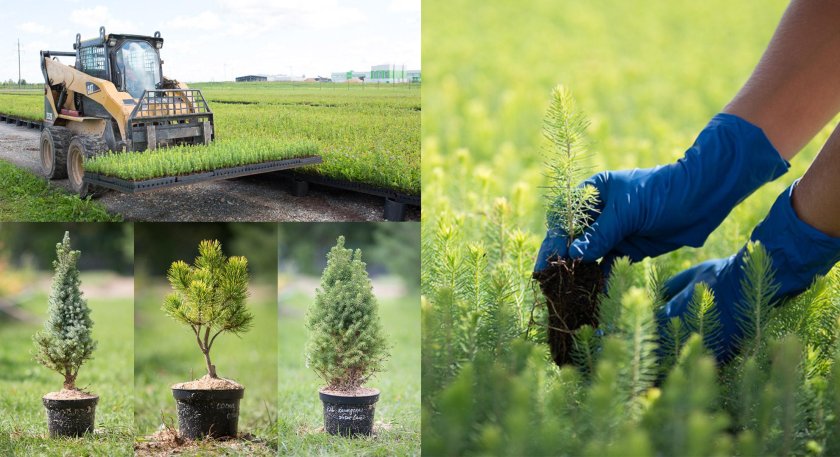 Саженцы деревьев