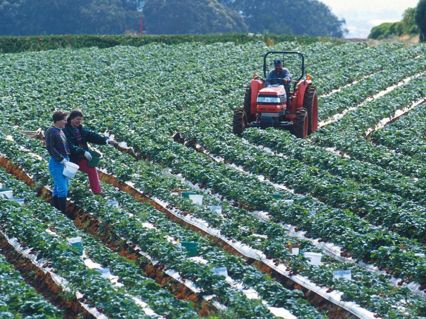 Клубничное поле