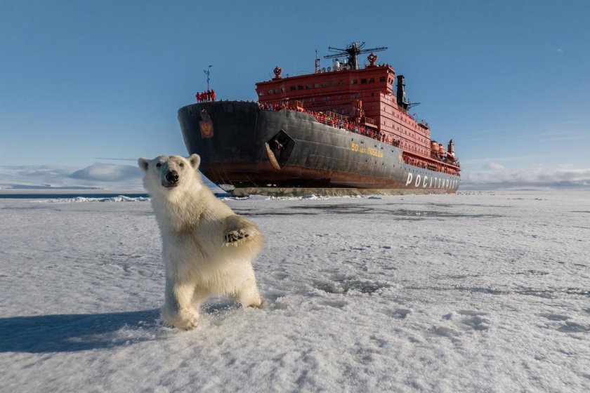 Ледокол арктика 1977 северный полюс