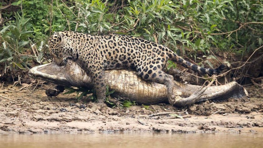 Ягуар против каймана