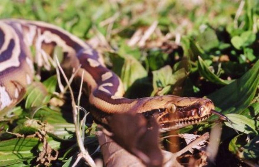 Питон короткохвостый красный