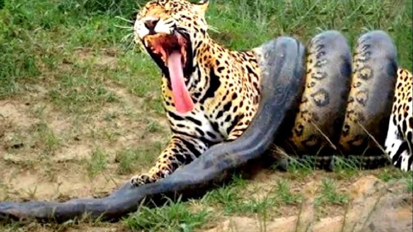 Ягуар и анаконда