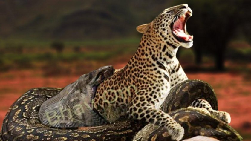 Анаконда против крокодила