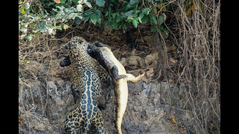 Панарский леопард