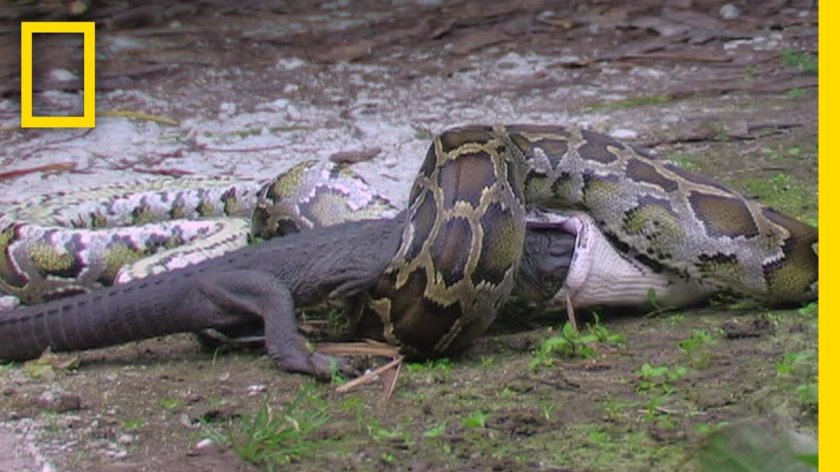 Анаконда против крокодила