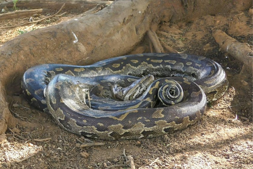 Сетчатый питон 7.5 метров