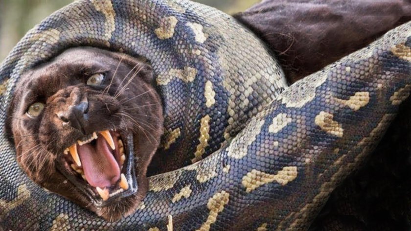 Питон анаконда змея