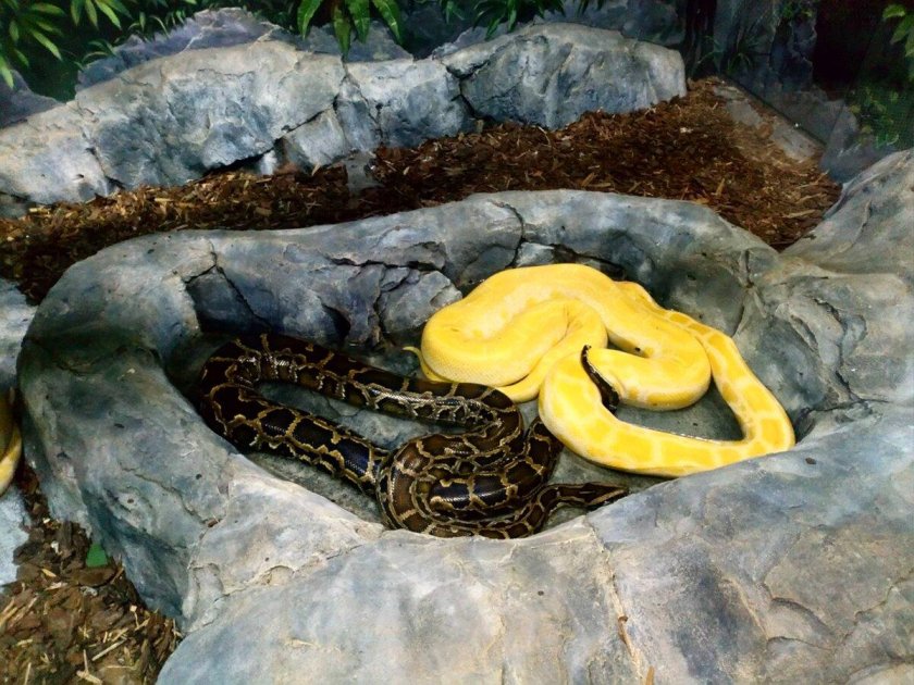 Тульский экзотариум