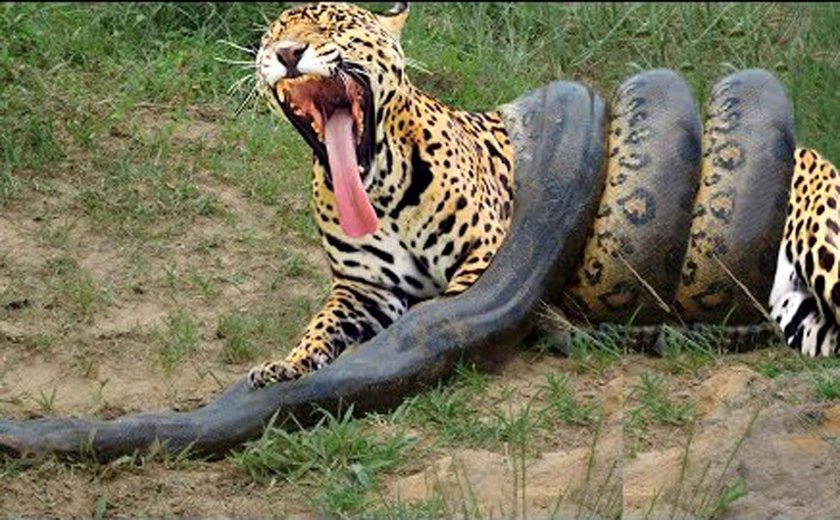 Анаконда змея