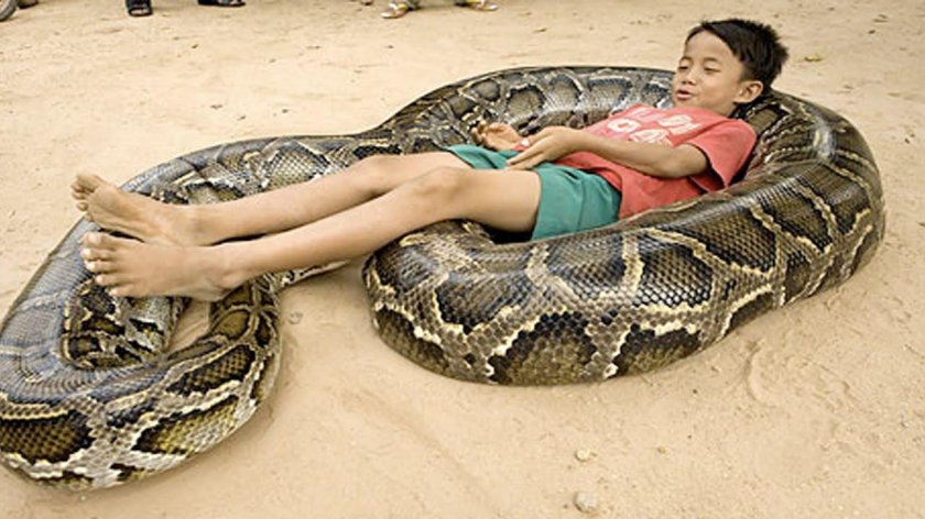 Сетчатый питон и Анаконда