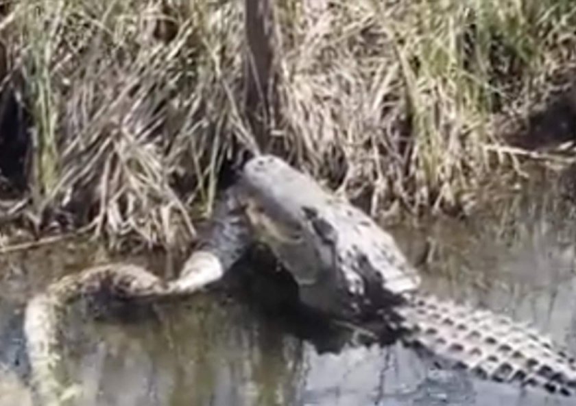 Полное видео нападения аллигаторов