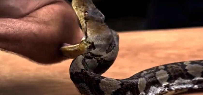 Укус королевского питона