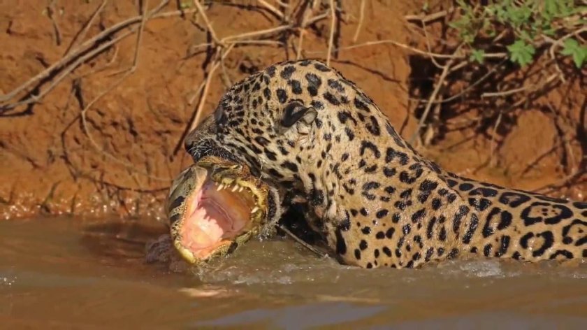 Ягуар против