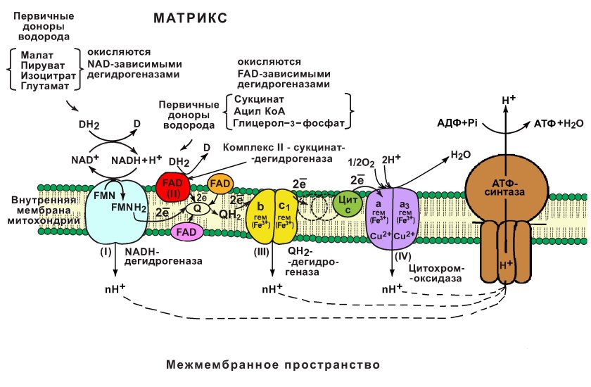 Дыхательная цепь (ЦПЭ): строение