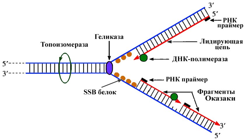Схема репликации ДНК эукариот