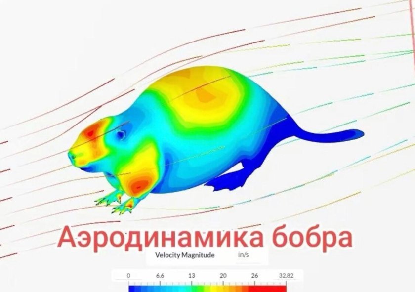 Аэродинамика бобра