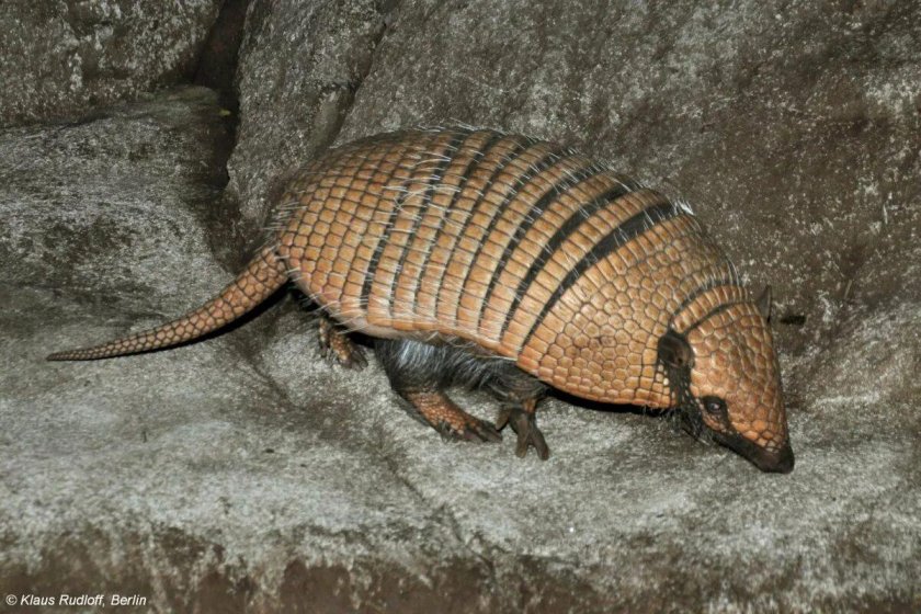 Армадилло броненосец