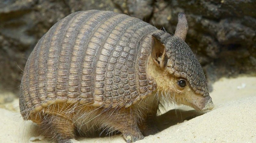 Армадилло броненосец
