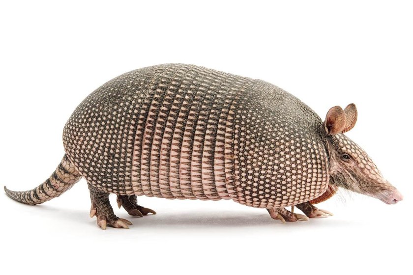 Армадилло броненосец
