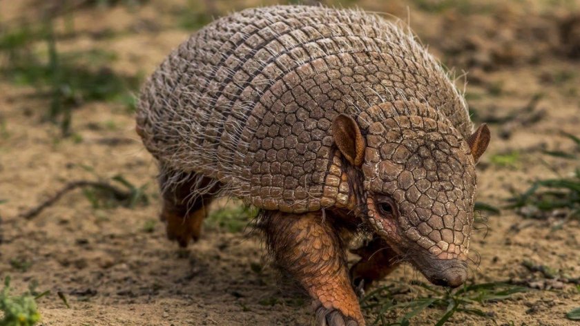 Армадилло броненосец