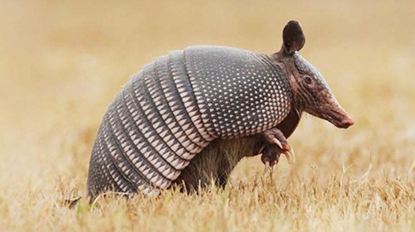 Девятипоясные броненосцы