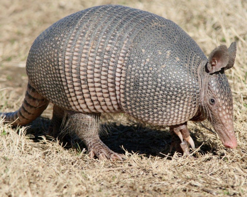 Армадилло броненосец