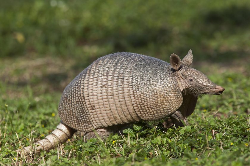 Армадилло броненосец