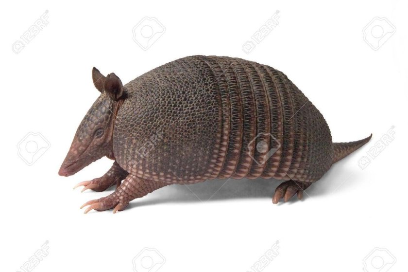 Шестипоясный броненосец