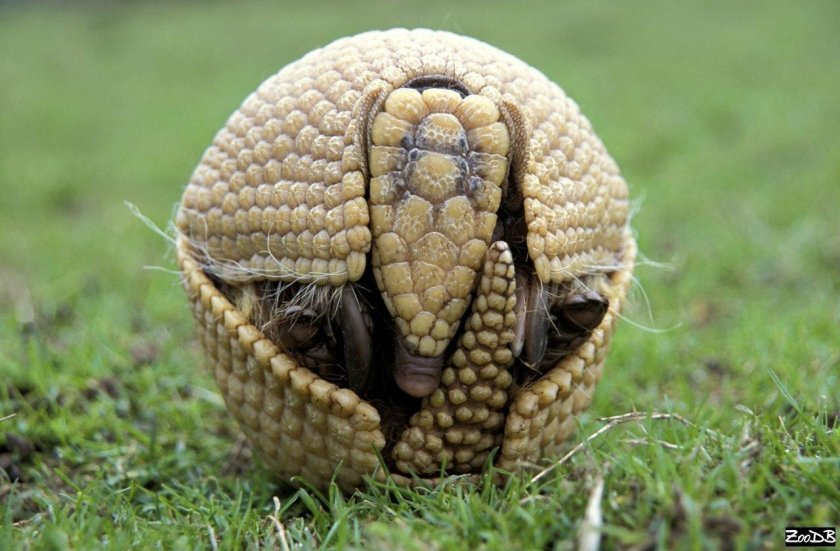 Армадилло броненосец