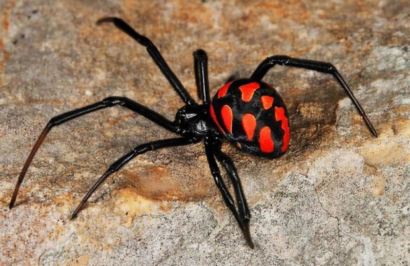 Каракурт паук