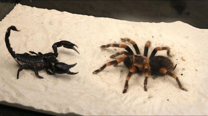 Императорский Скорпион против сольпуги