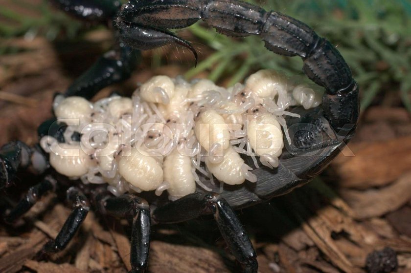 Сколько яиц откладывают Скорпионы