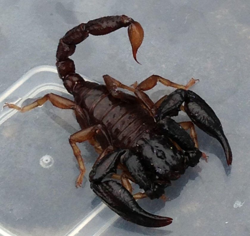 Heterometrus cyaneus