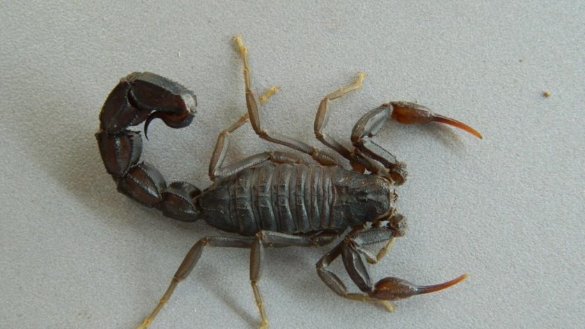 Androctonus turkiyensis