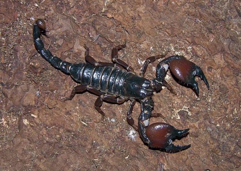 Пандинус кавиманус