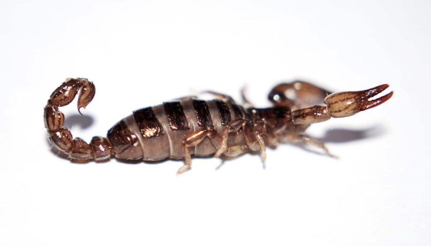 Яванский Скорпион