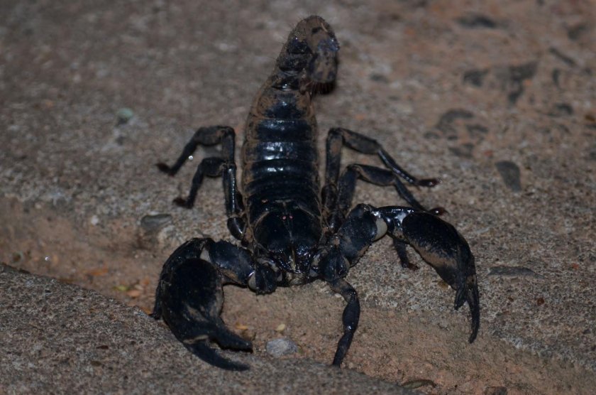 Черный толстохвостый Скорпион