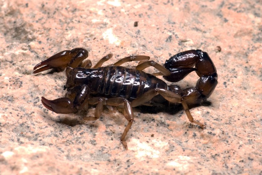 Скорпион альбинос
