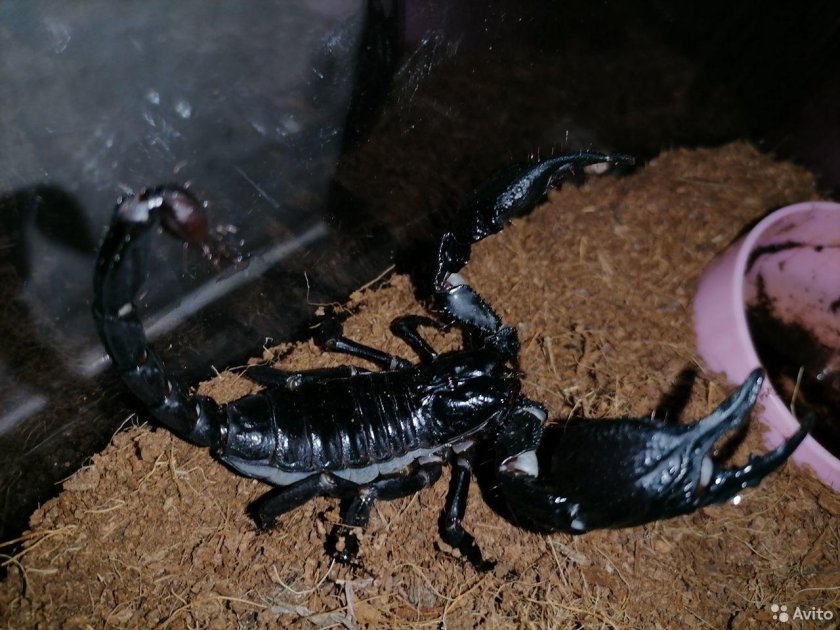 Скорпион Heterometrus