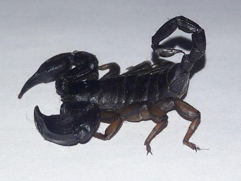 Androctonus crassicauda