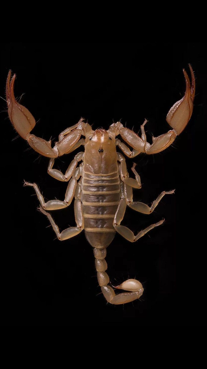 Скорпион аватарка