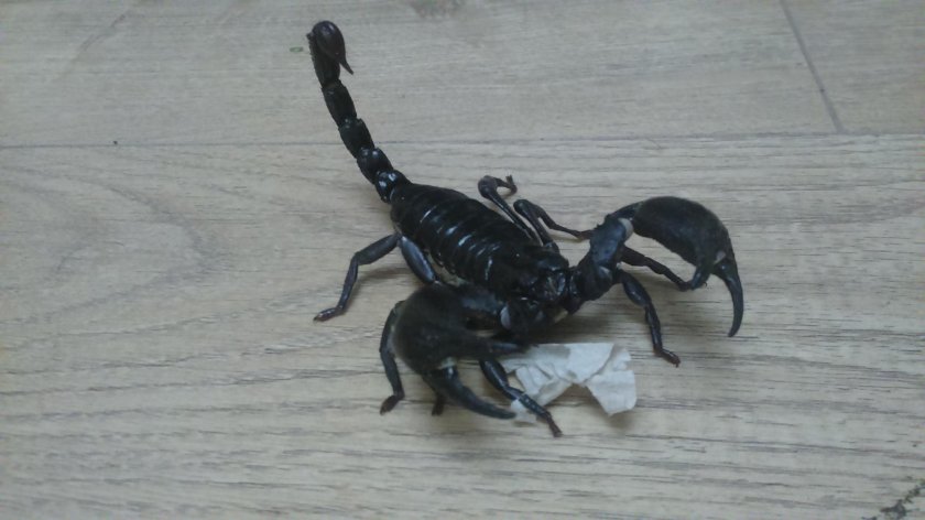 Самый безобидный Скорпион