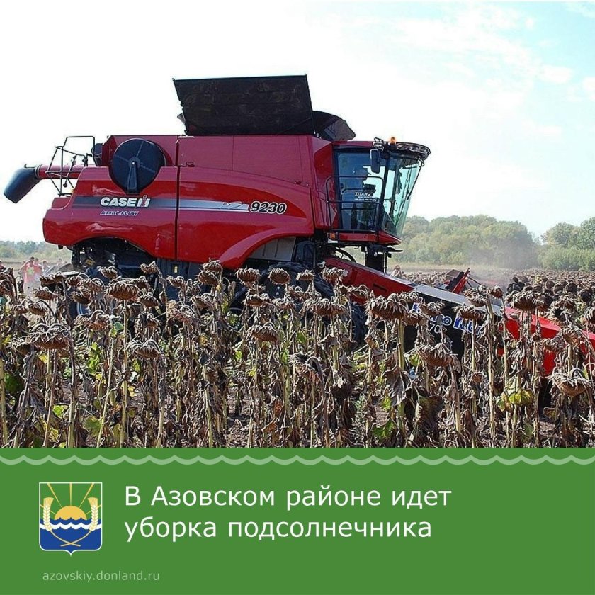 Уборка подсолнечника Акрос