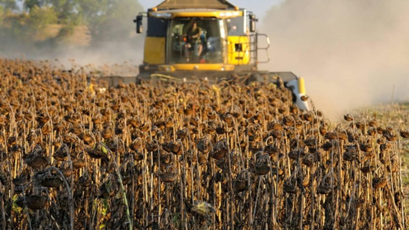 Уборка подсолнечника 2022 Пенза