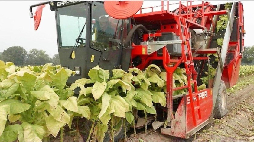 Tobacco harvest
