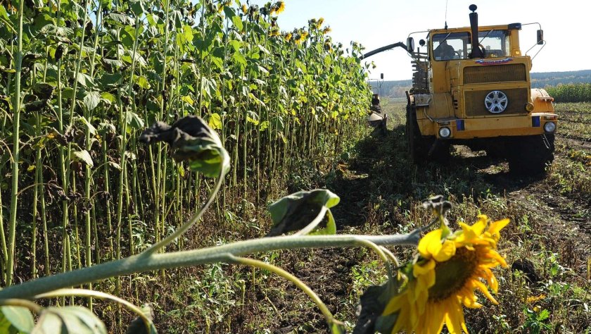 Комбайн силос подсолнух