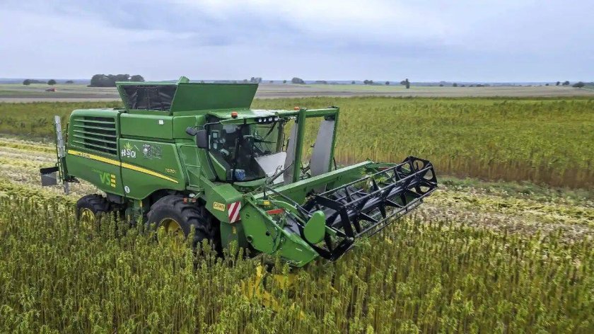 Уборка конопли