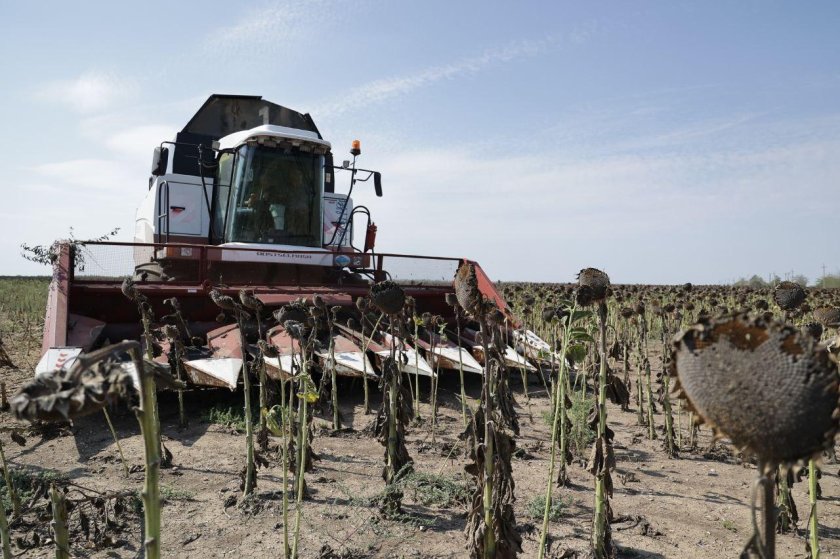 Уборка подсолнечника акрос